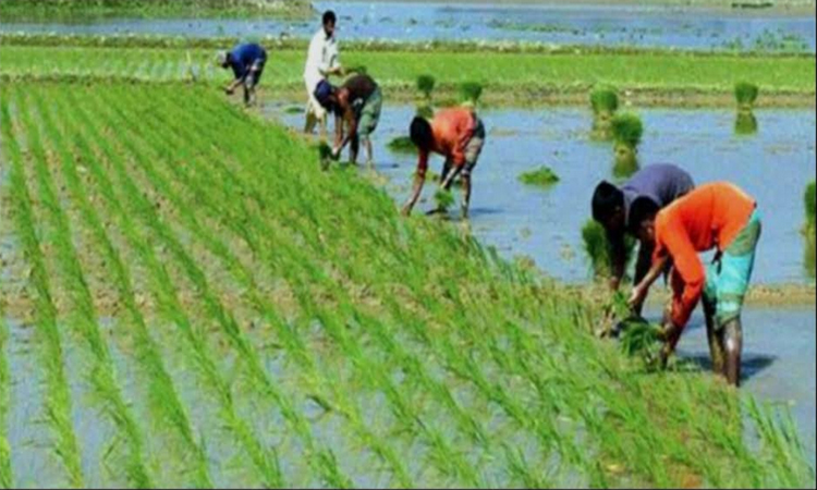 Boro farming progressing fast in Khulna region