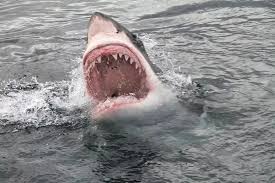 Shark mauls teenage boy in Sydney Harbour
