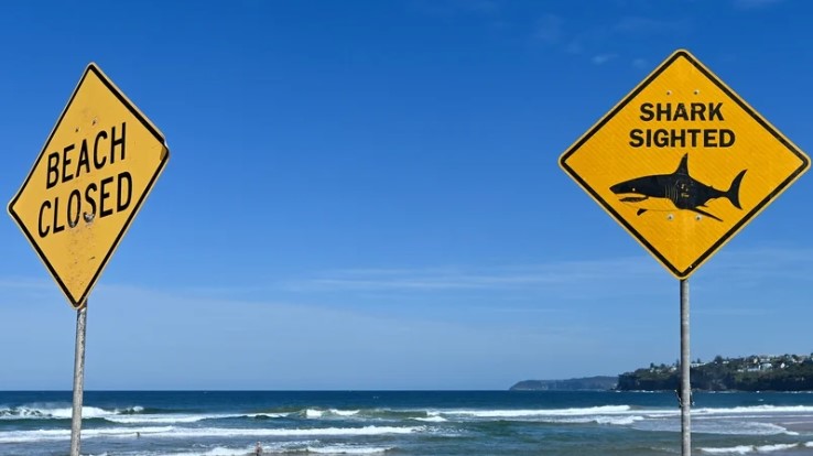 Shark mauls surfer in Sydney, third attack in two days