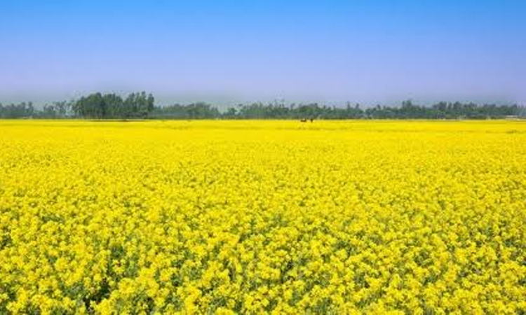 Fields agloom with mustard flowers in Rajshahi, farmers smile