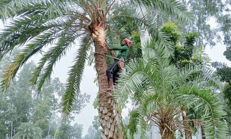 Date palm juice trade brings winter prosperity to Rajshahi