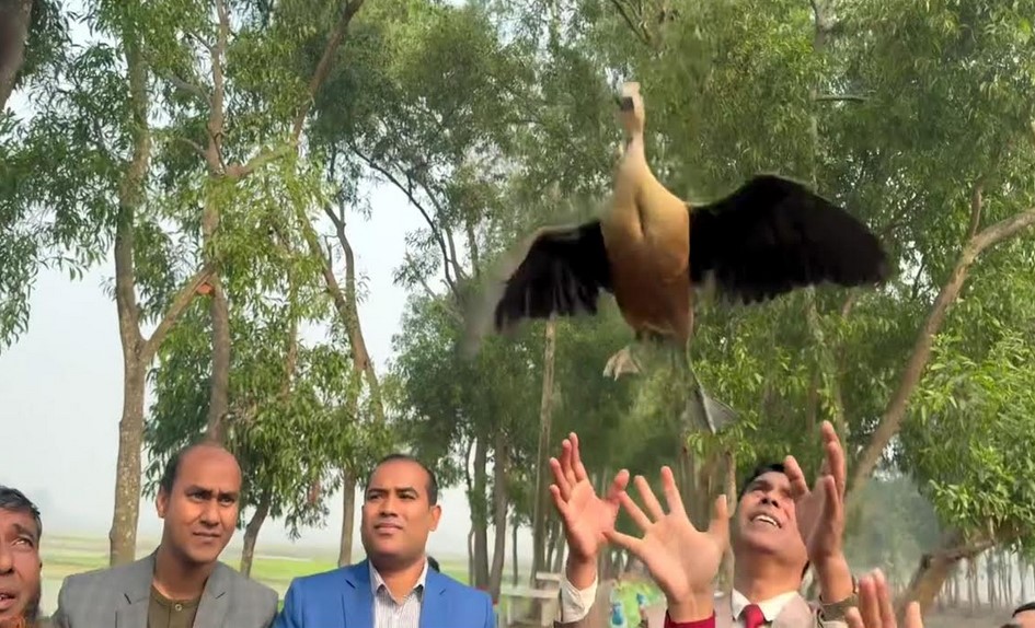 Poached guest birds released in Naogaon