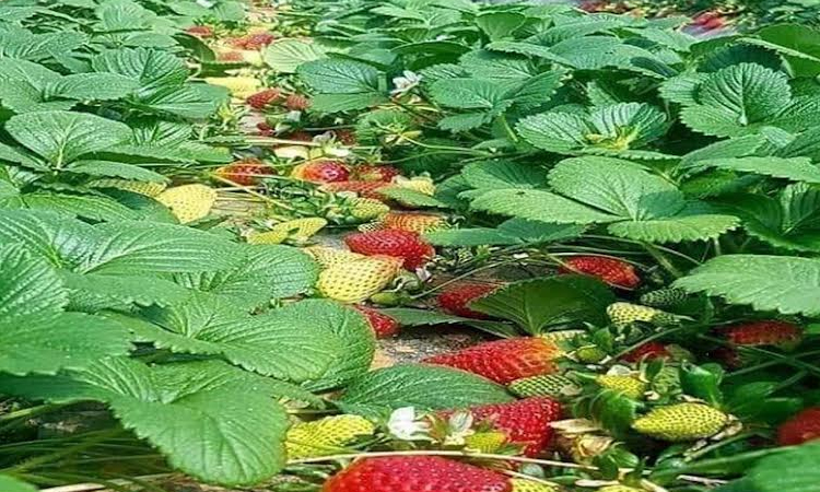 Rajshahi farmers turn to strawberry cultivation