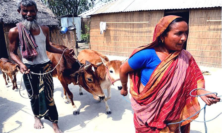 Livestock brightens fortunes of char people in B'putra basin