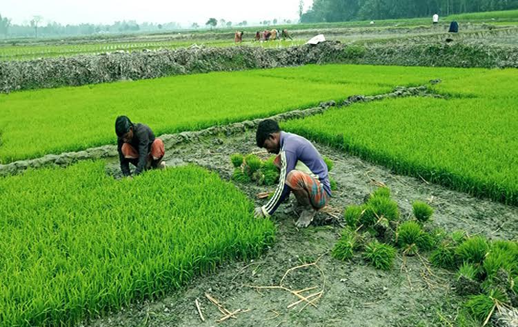 Rangpur farmers busy with Boro rice planting amid improved weather