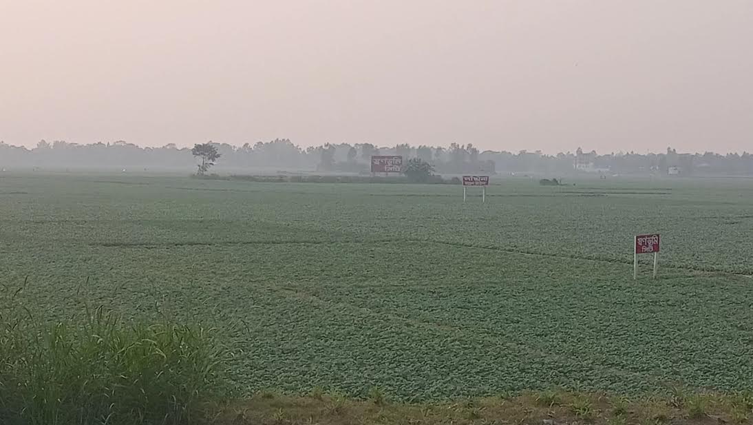 Munshiganj potato farmers hope for profits as cultivation exceeds target