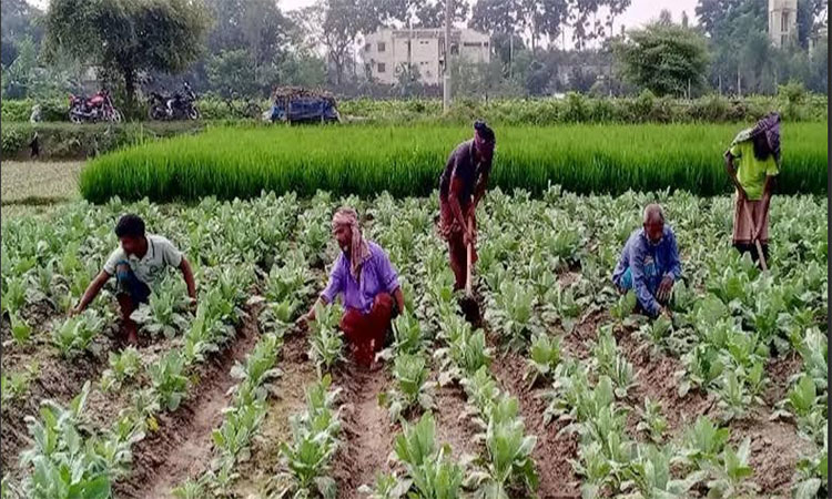 Massive vegetable production expected in Narail