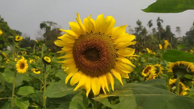 Sunflower cultivation brings new hope to Madhupur farmers