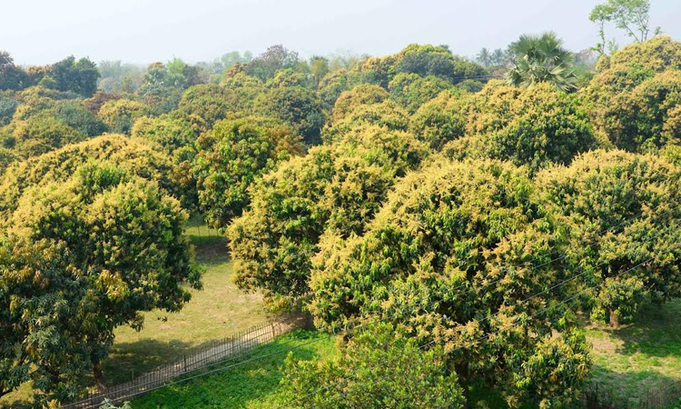 Mango orchards fill up with blossoms in Rajshahi