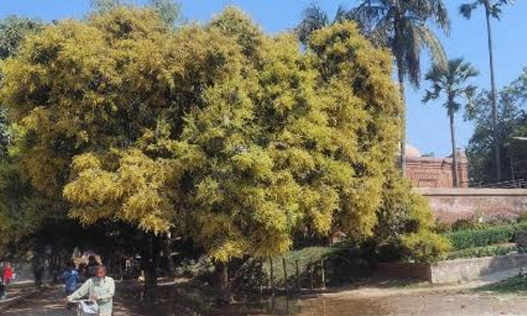 Mango blossoms fill the air in Bagha: farmers busy with orchard care