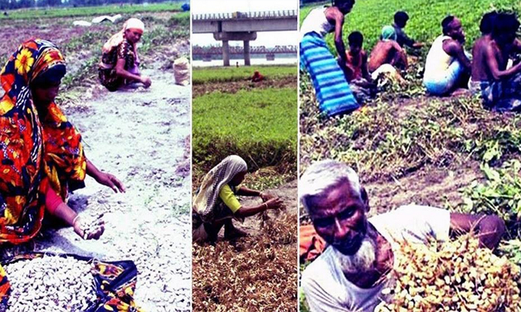 All-time high prices, excellent yields make Rangpur's groundnut farmers happy