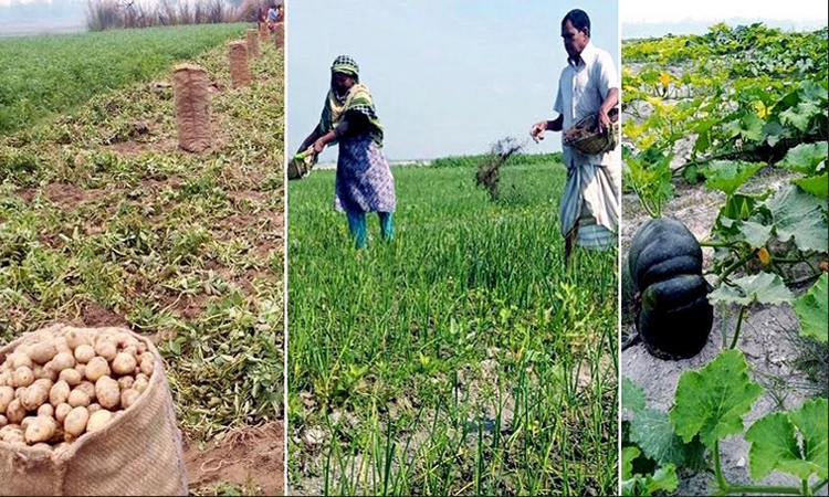 Bumper crop harvest brings hope to Rangpur char people