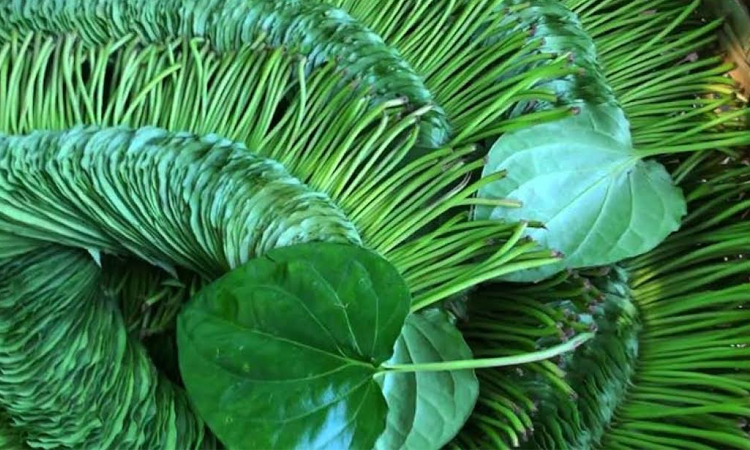 Rajshahi's betel leaf market revives after overcoming losse