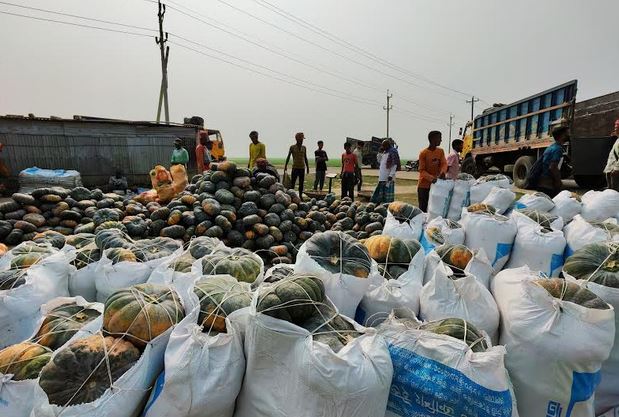 Bumper yield of pumpkins in Netrokona haor delights farmers