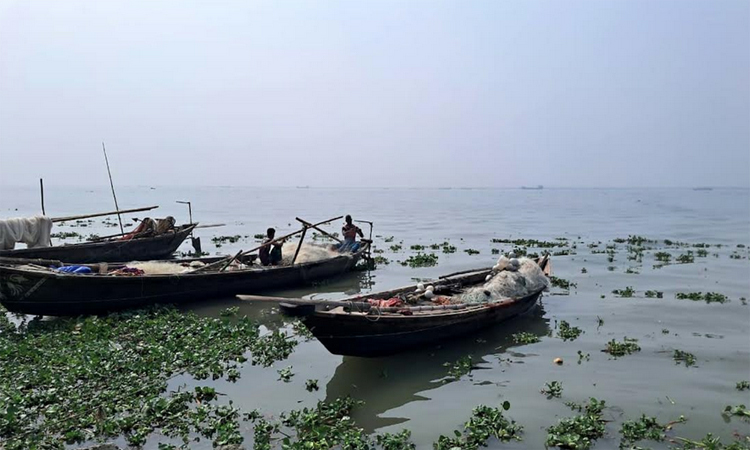 Fishing ban imposed in Padma-Meghna to protect Hilsa