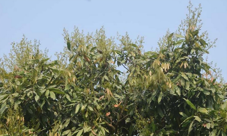 Litchi trees in bloom, hopes for good harvest in Rajshahi