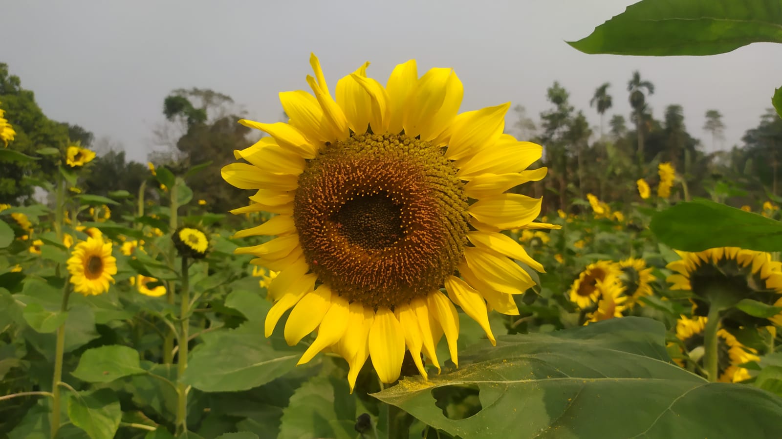 Sunflower cultivation expanded sharply in Tangail’s char areas