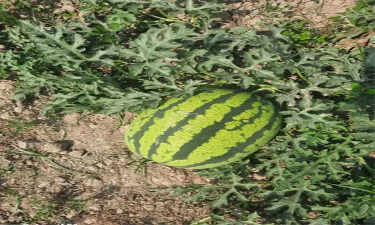 Tk 350cr watermelon trade expected in Patuakhali