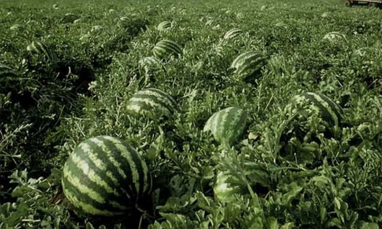 Khulna farmers eye bumper watermelon output, trade to hit Tk 349.98cr