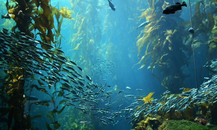 Toxic metal contamination threatens coastal fisheries, marine ecosystems