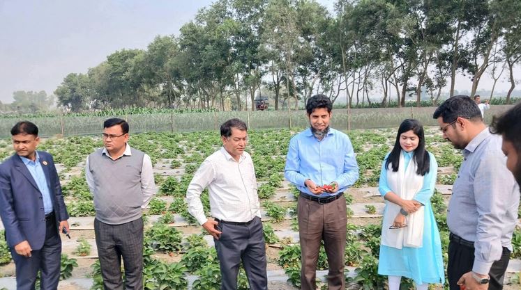Young farmer's strawberry harvest sparks agricultural enthusiasm