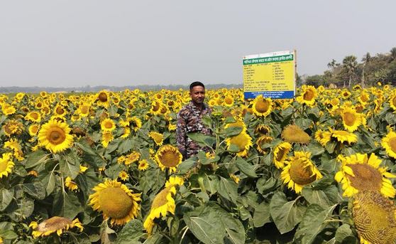 Sunflower cultivation gaining popularity in Narail