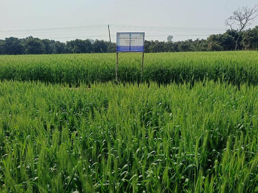 Farmers cultivate wheat on 1.25 lakh hectares in Rajshahi division