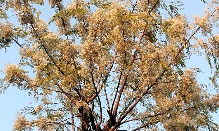 Expectation of moringa sales worth crores of taka in Tanore