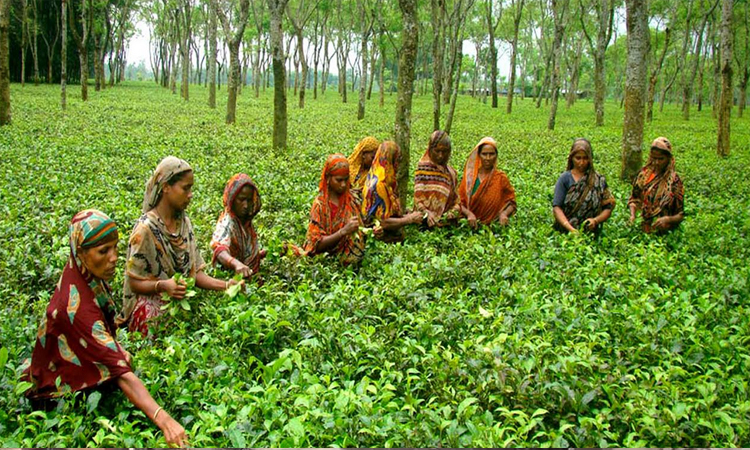 Farmers set record in tea production on plain land in northern region 