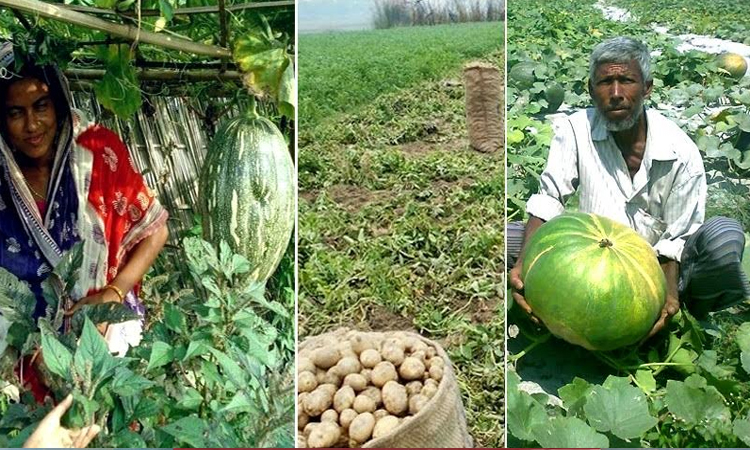 Bumper crop yield brings Eid atmosphere to Rangpur char residents