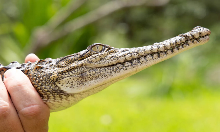 Residents warned 'crocs everywhere' after north Australia floods