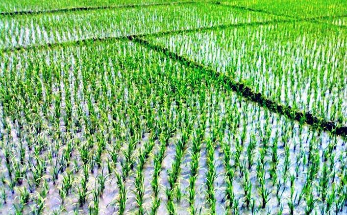 Farmers hoping for bumper harvest of Boro rice in Rangpur