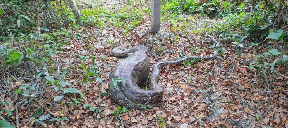 Python swallows goat in Sundarbans locality