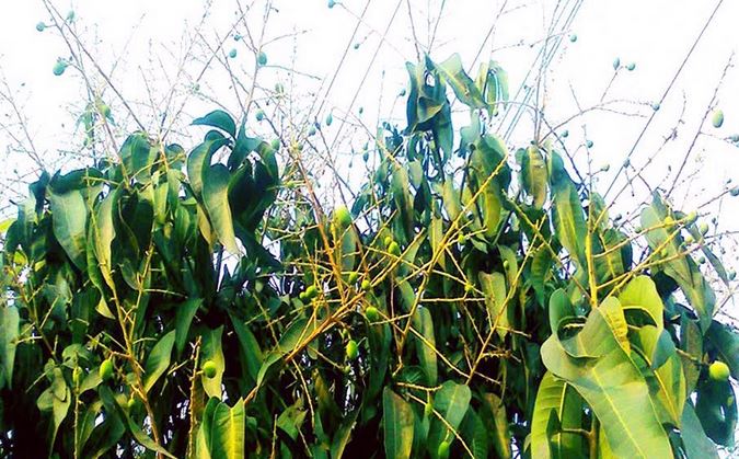 Superb fruit-formation predicts bumper 'Haribhanga' mango yield in Rangpur