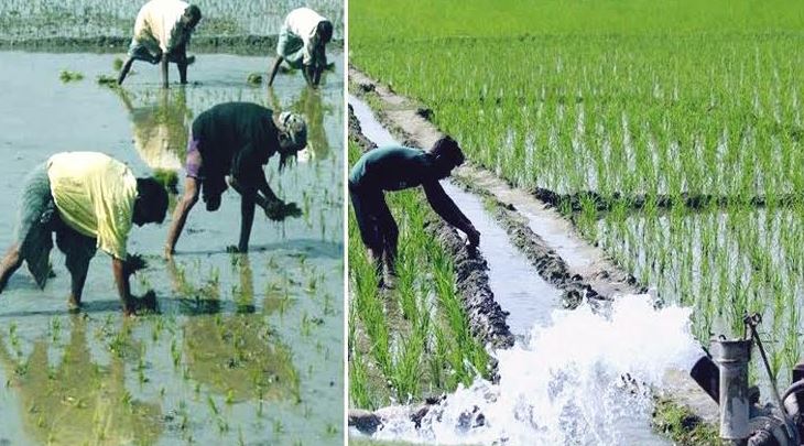 Boro rice farming target exceeds in Rangpur agricultural region 