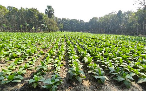 Rising tobacco farming poses health risk in Rajbari