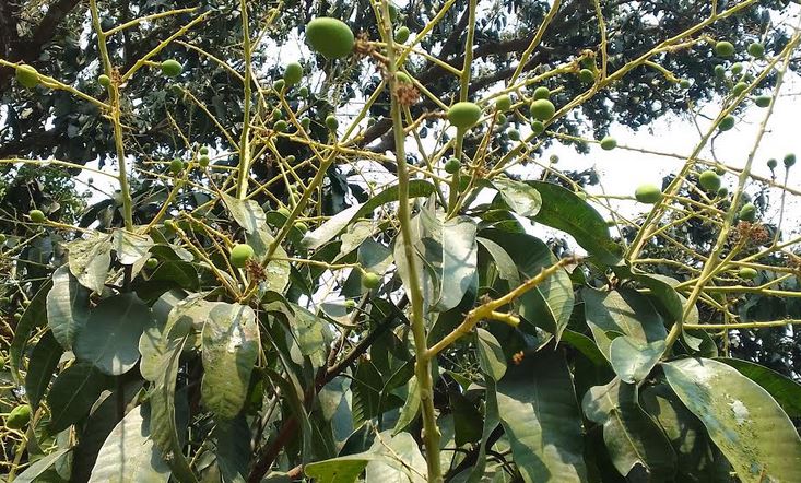 Bumper mango yield expected in Meherpur 