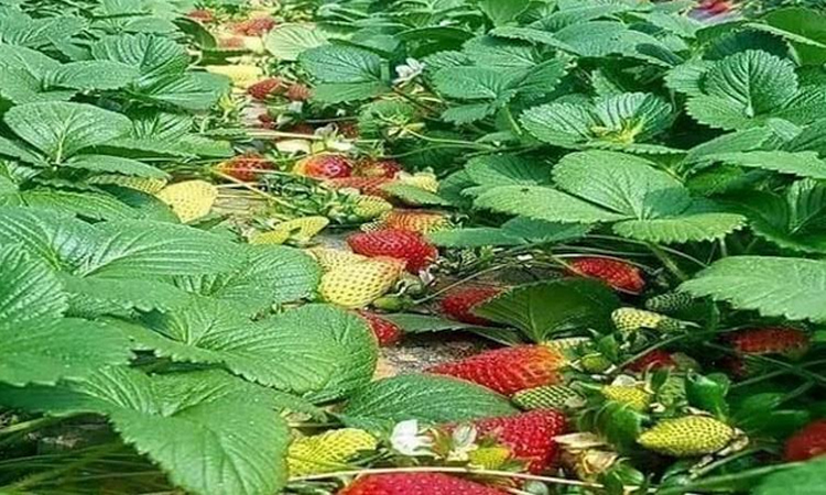 Farmers in Rajshahi turning to strawberry cultivation