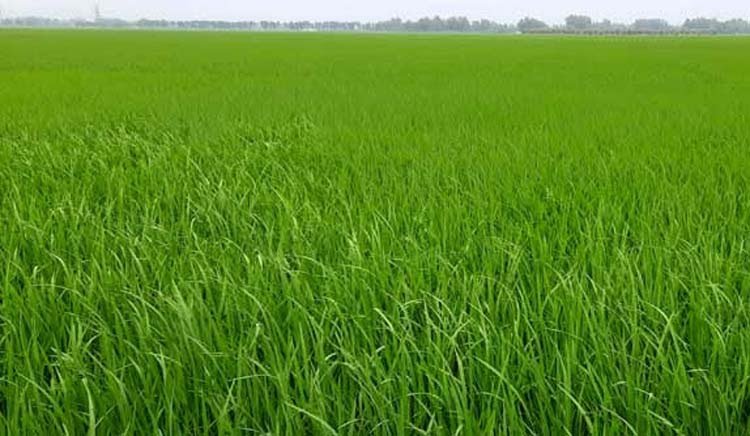 Dinajpur likely to see bumper iri-boro paddy harvest