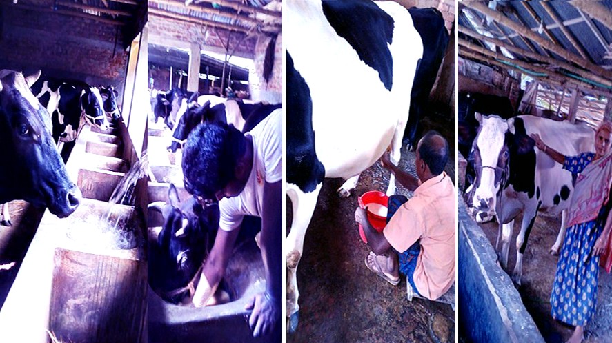 200 Kashimpur families change fate through milk production 