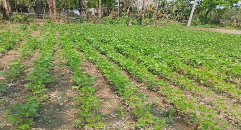 Farmers cultivate soybean for first time in Khulna