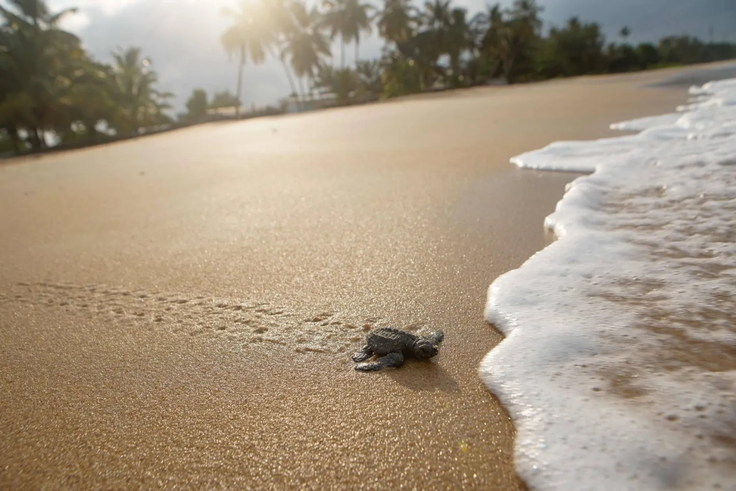 Gabon battles for baby sea turtles' survival