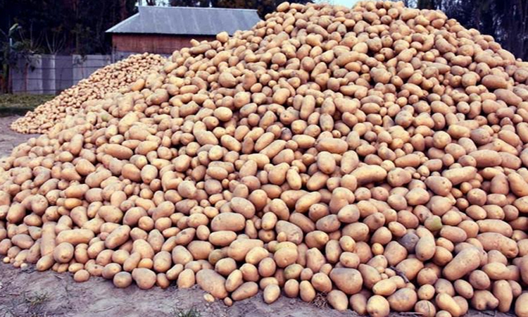 Farmers produce 28.56-lakh tonnes of potato in Rangpur region 