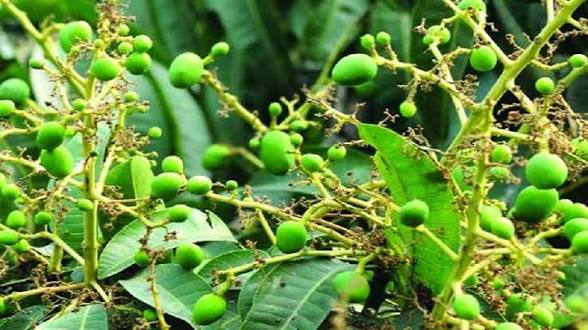 Bumper mango harvest expected in Dinajpur