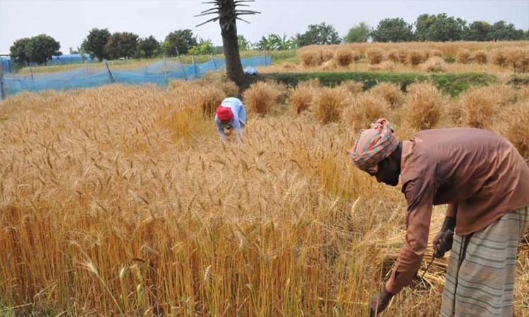 Farmers happy with wheat yield in Rajshahi