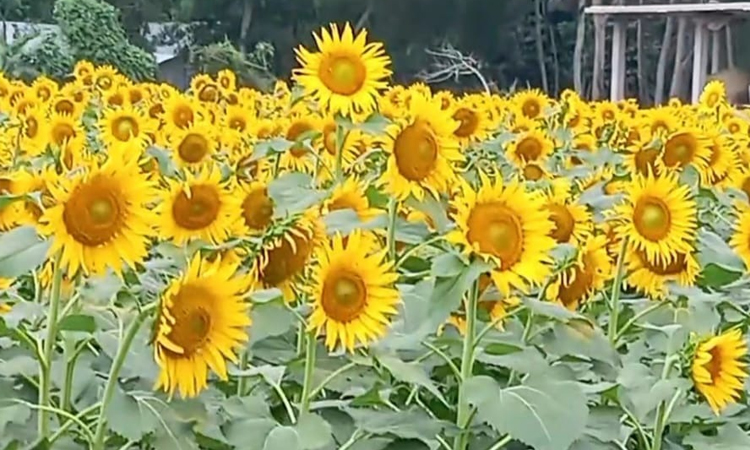 Patuakhali farmers bloom with sunflower success