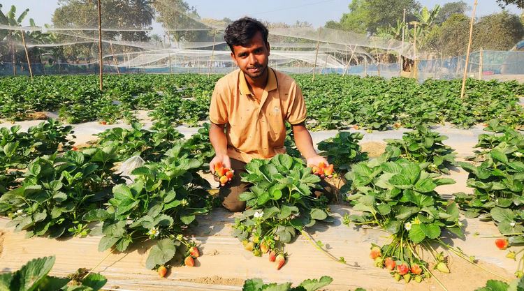 Mamun's success in strawberry farming inspires youth in Tangail