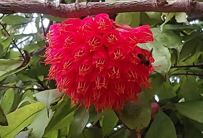 Parijat blooms draw visitors to Uttara Ganabhaban in Natore