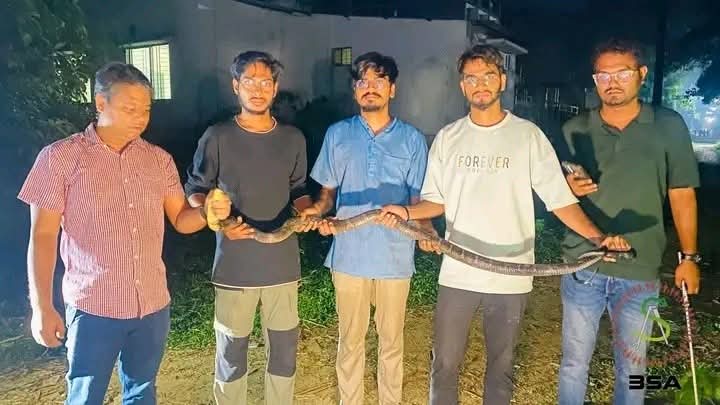 8-foot venomous King Cobra rescued on CU campus