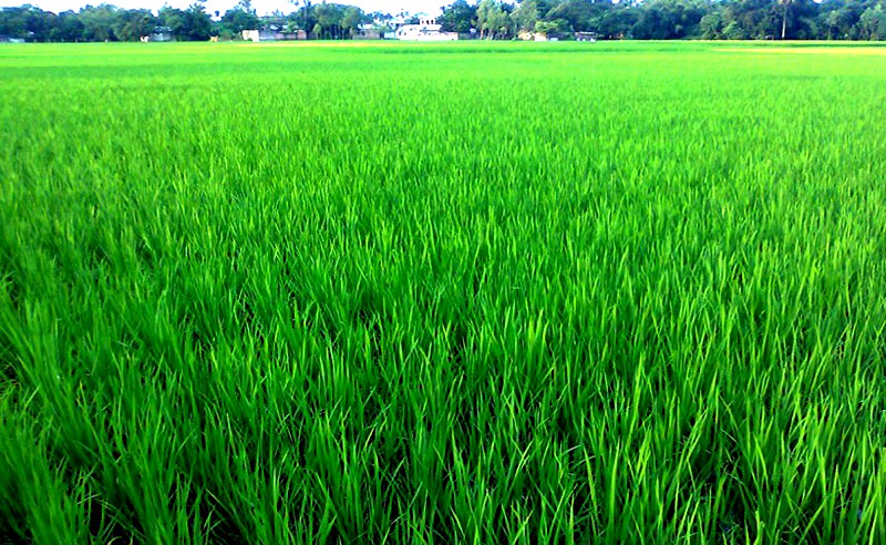 Enthusiastic Rangpur farmers hoping for bumper Boro rice harvest